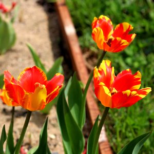 Tulipa 'Banja Luka' 2016 01