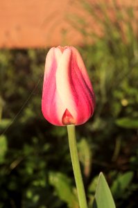 Tulipa 'Apricot Beauty' 2015 01 photo