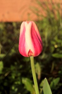 Tulipa 'Apricot Beauty' 2015 01