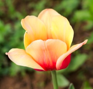 Tulipa 'Apricot Beauty' 2015 06