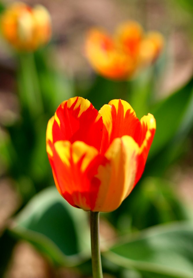 Tulipa 'Banja Luka' 2016 02