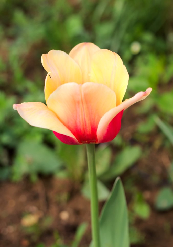 Tulipa 'Apricot Beauty' 2015 05