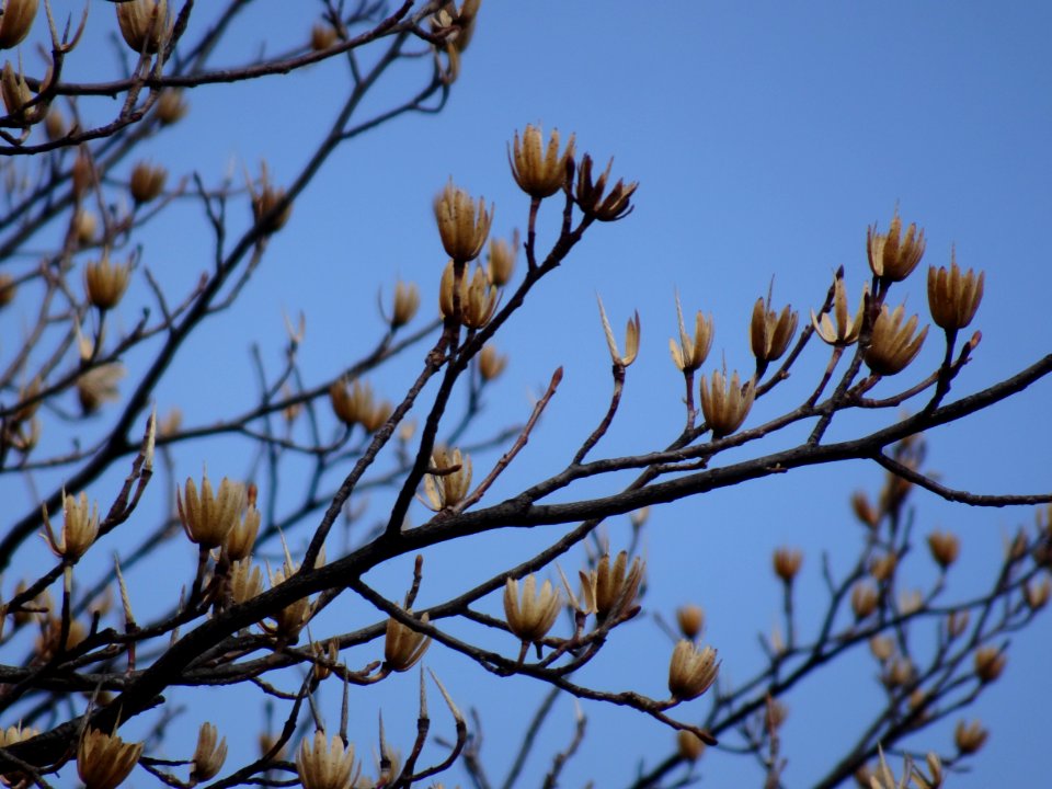 Tulip tree (Liriodendron tulipifera) buds in spring 06