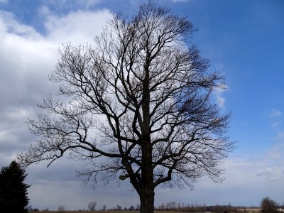 Tulip tree (Liriodendron tulipifera) in spring