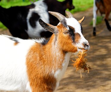 Ruminant domestic goat paarhufer photo