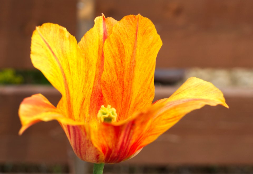 Tulipa 'El Nino' 2015 14