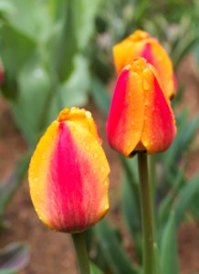 Tulipa 'Apeldoorn's Elite' 2015 03