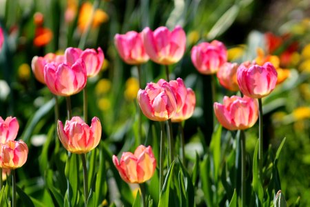 Tulipa 'Apricot Parrot' 2016 01