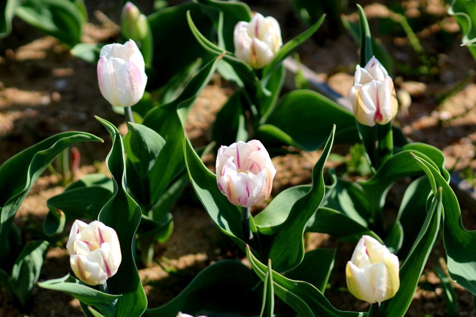 Tulipa 'Flaming Flag' 2016 01