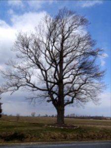 Tulip tree (Liriodendron tulipifera) in spring 02