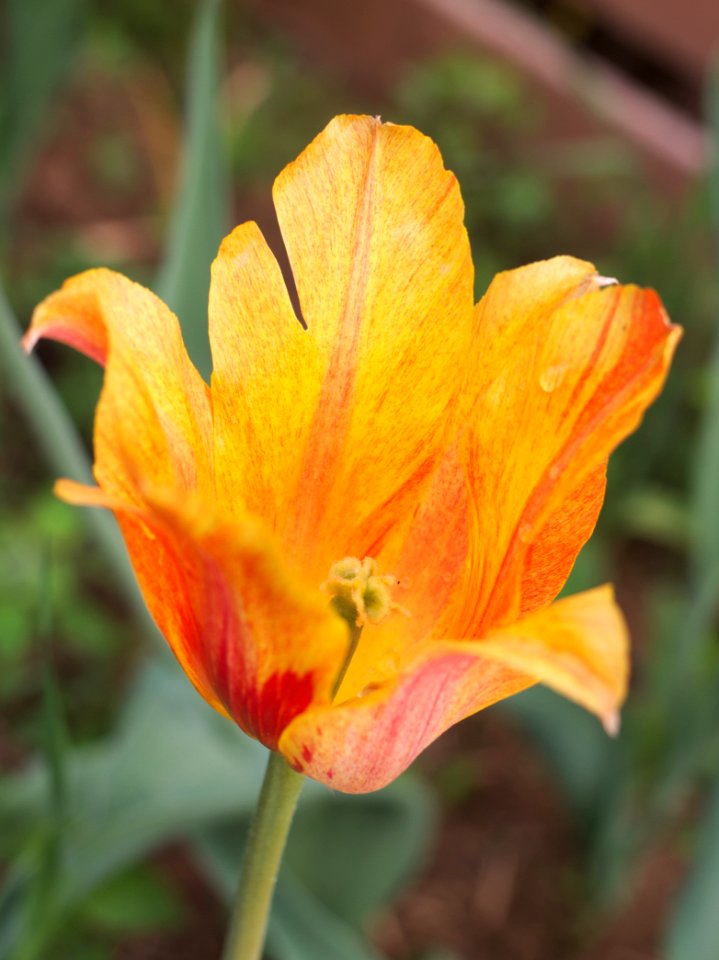 Tulipa 'El Nino' 2015 13