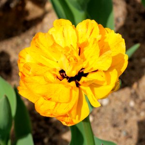 Tulipa 'Double Beauty of Apeldoorn' 2016 04