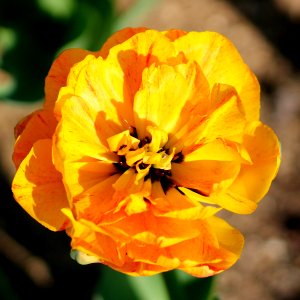 Tulipa 'Double Beauty of Apeldoorn' 2016 02