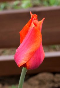 Tulipa 'El Nino' 2015 03 photo