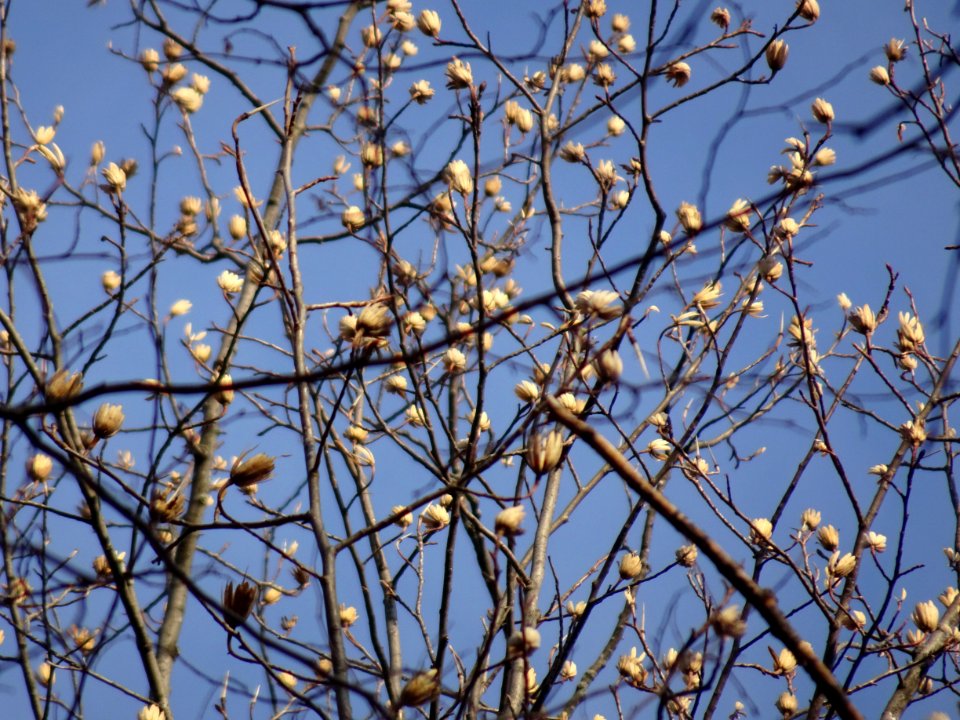 Tulip tree (Liriodendron tulipifera) in Upstate New York early spring 06