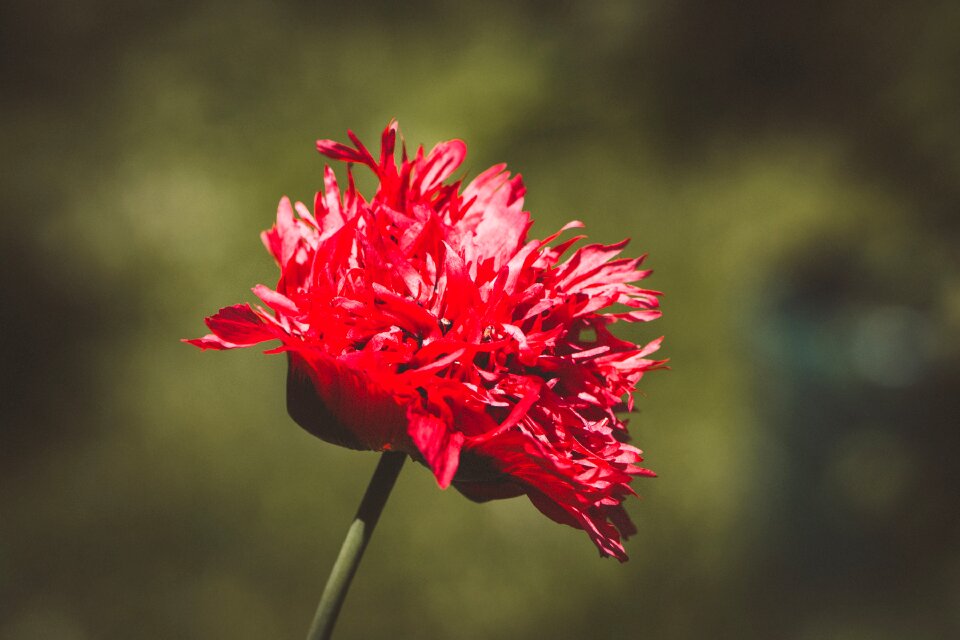 Blossom bloom red flower
