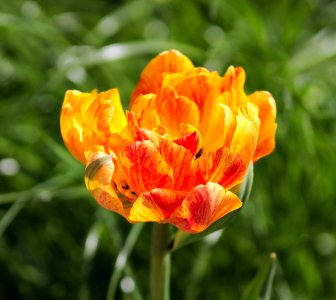 Tulipa 'Double Beauty of Apeldoorn' 2016 06