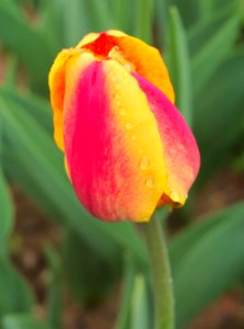 Tulipa 'Apeldoorn's Elite' 2015 01