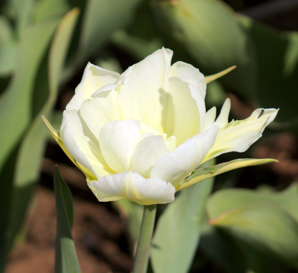 Tulipa 'Exotic Emperor' 2017 05