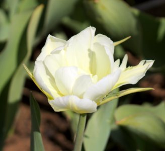 Tulipa 'Exotic Emperor' 2017 05