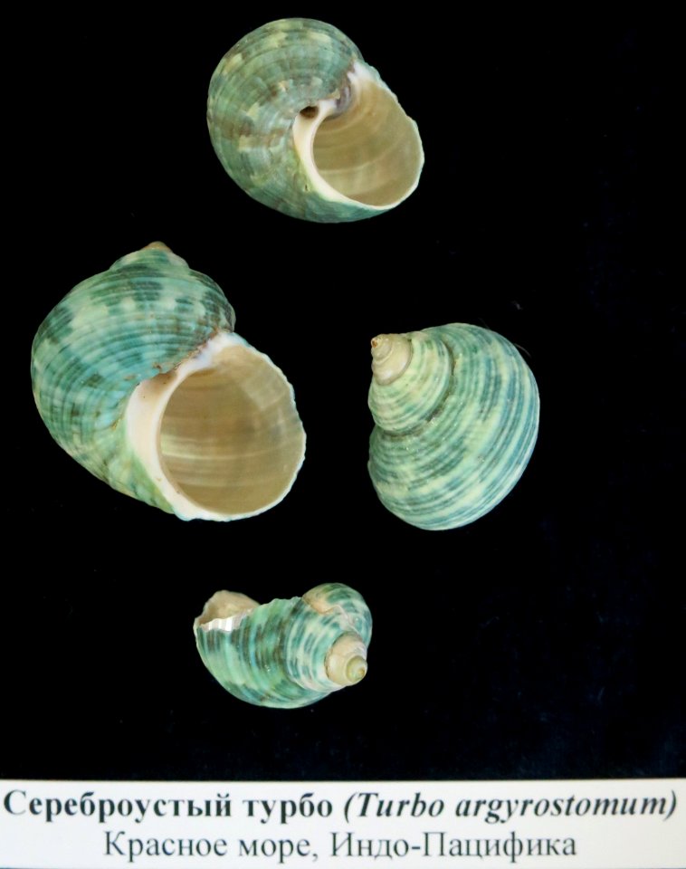Turbo argyrostomus shells, Murmansk Regional Museum