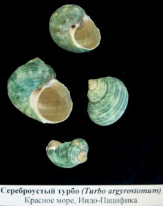 Turbo argyrostomus shells, Murmansk Regional Museum