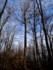 Tulip tree (Liriodendron tulipifera) in Upstate New York early spring 03