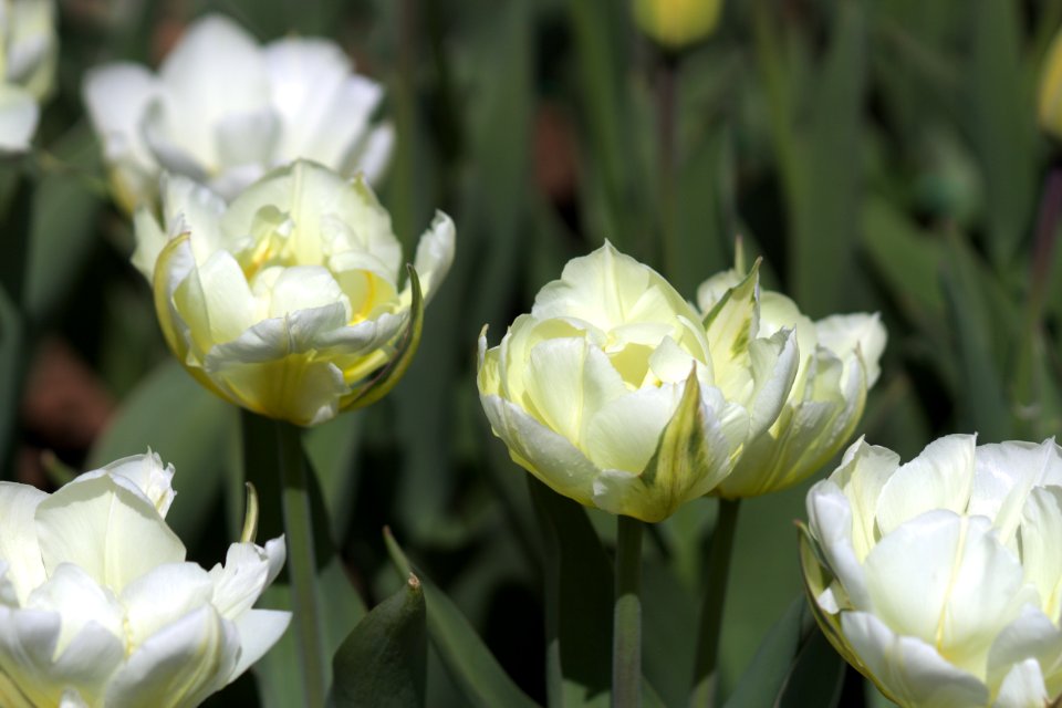 Tulipa 'Exotic Emperor' 2017 01