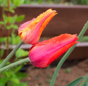 Tulipa 'El Nino' 2015 05 photo