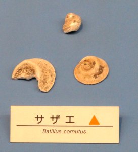Turbo (Batillus) cornutus - Osaka Museum of Natural History - DSC07753 photo