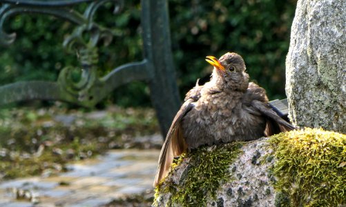 Turdus merula - Amsel ♀ photo