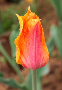 Tulipa 'El Nino' 2015 02 photo