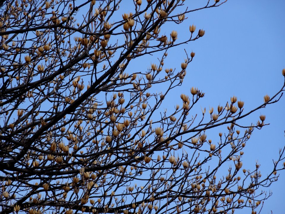 Tulip tree (Liriodendron tulipifera) buds in spring 04