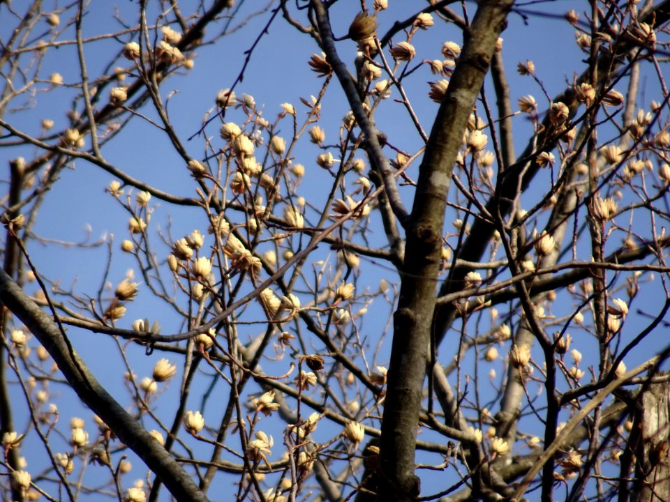 Tulip tree (Liriodendron tulipifera) in Upstate New York early spring 07