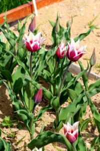 Tulipa 'Claudia' 2016 04
