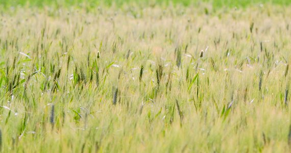 Season farming food