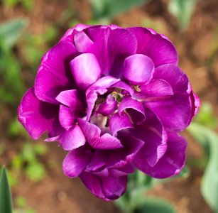 Tulipa 'Blue Diamond' 2015 03