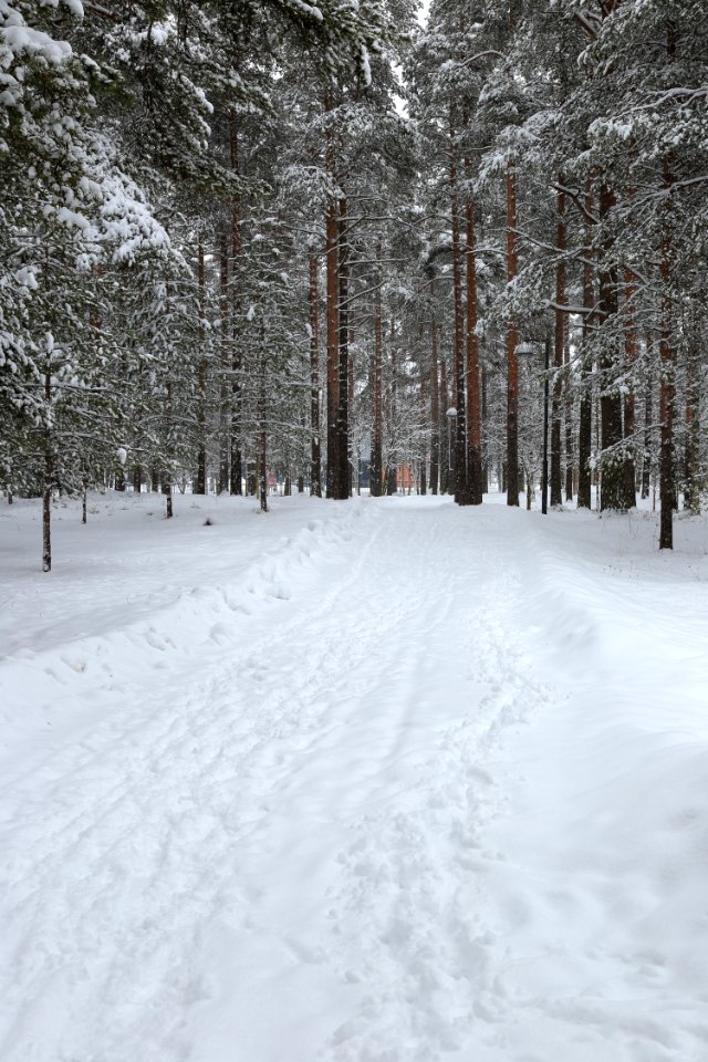 Tuiranpuisto Oulu 20160325 01