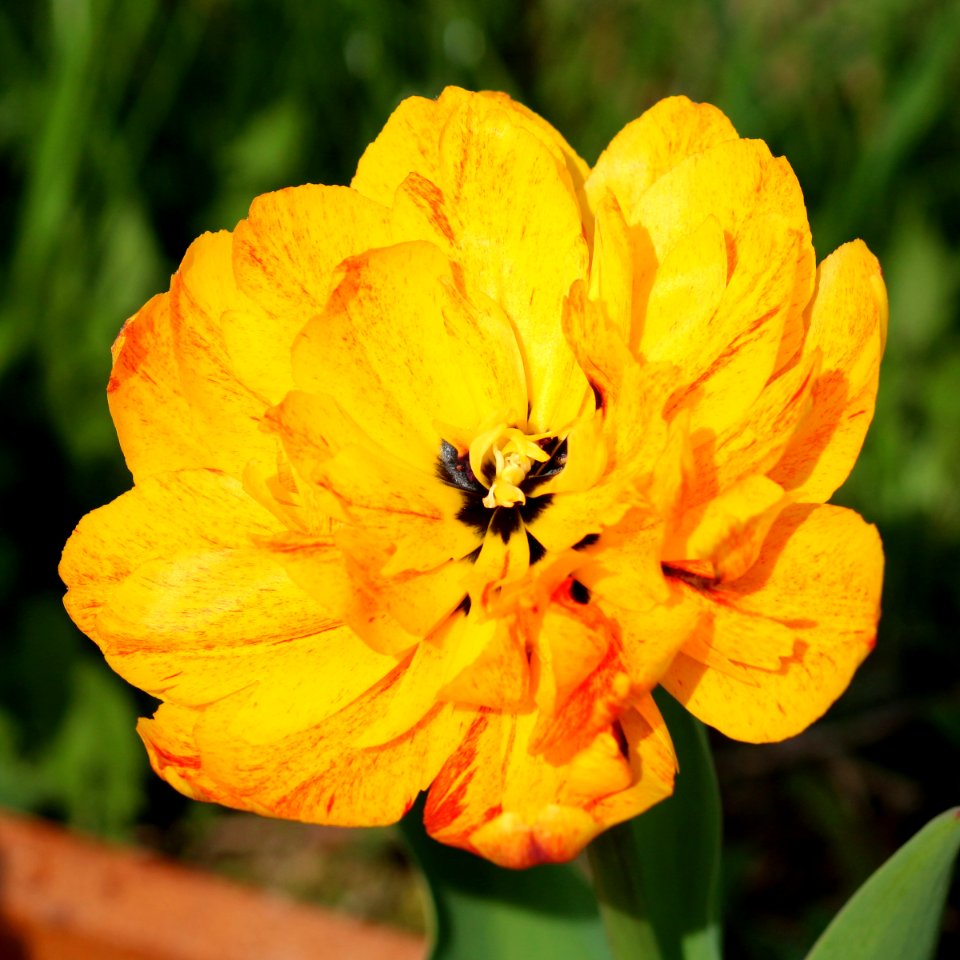 Tulipa 'Double Beauty of Apeldoorn' 2016 05