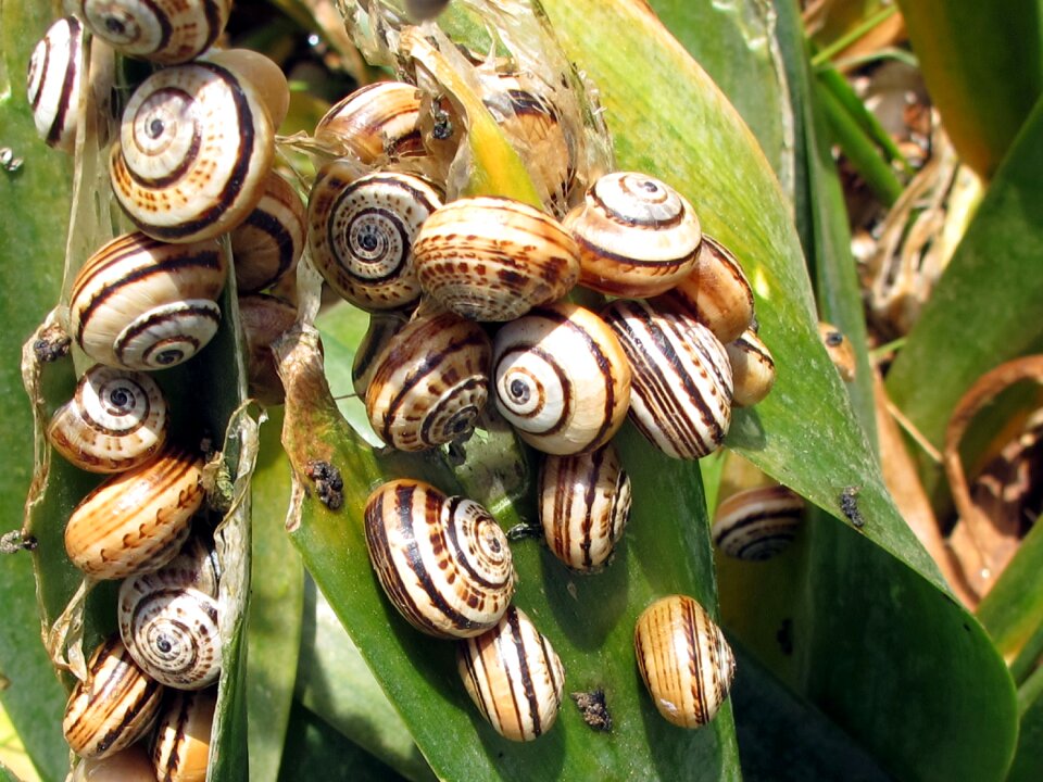 Snails turkey botany