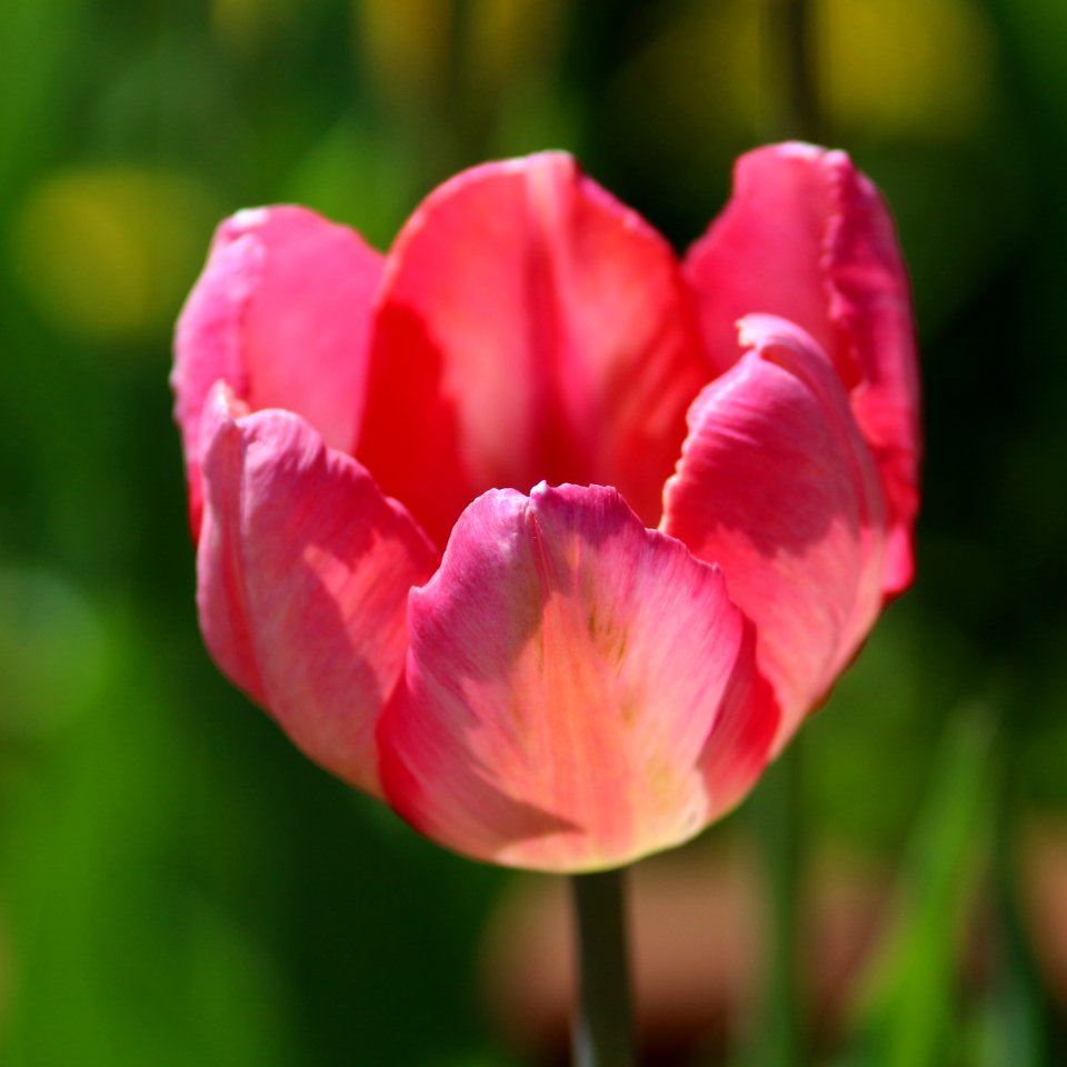 Tulipa 'Apricot Parrot' 2016 13