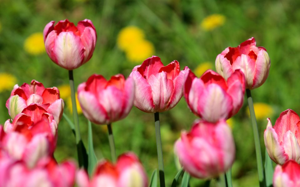 Tulipa 'Apricot Parrot' 2016 07