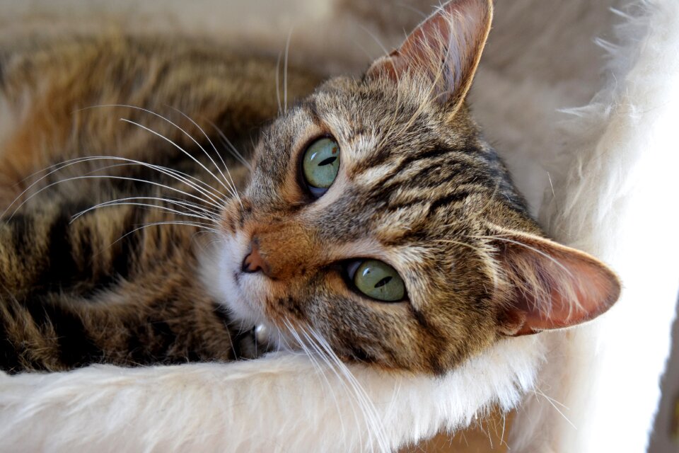 Sweetness animal feline