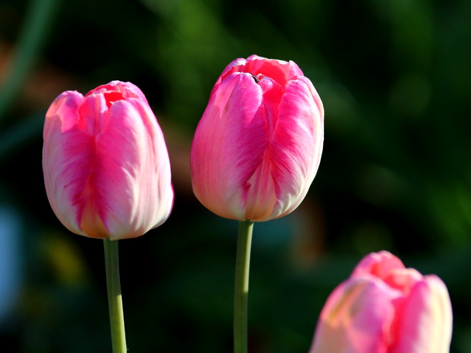 Tulipa 'Apricot Parrot' 2016 12