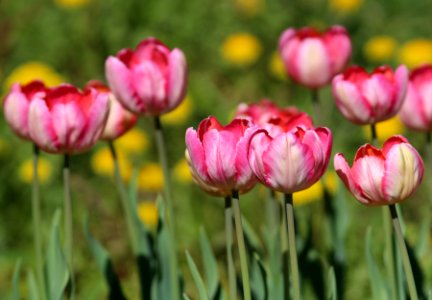 Tulipa 'Apricot Parrot' 2016 06