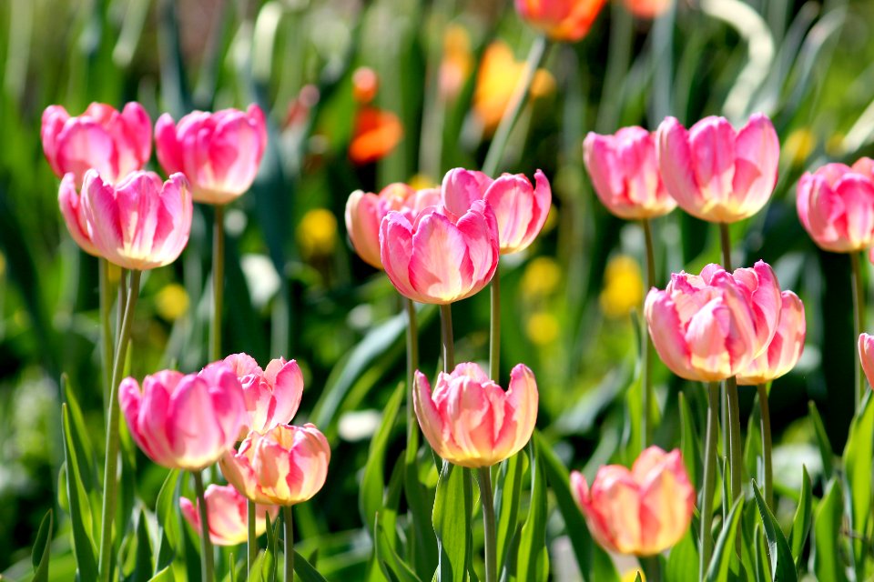 Tulipa 'Apricot Parrot' 2016 02