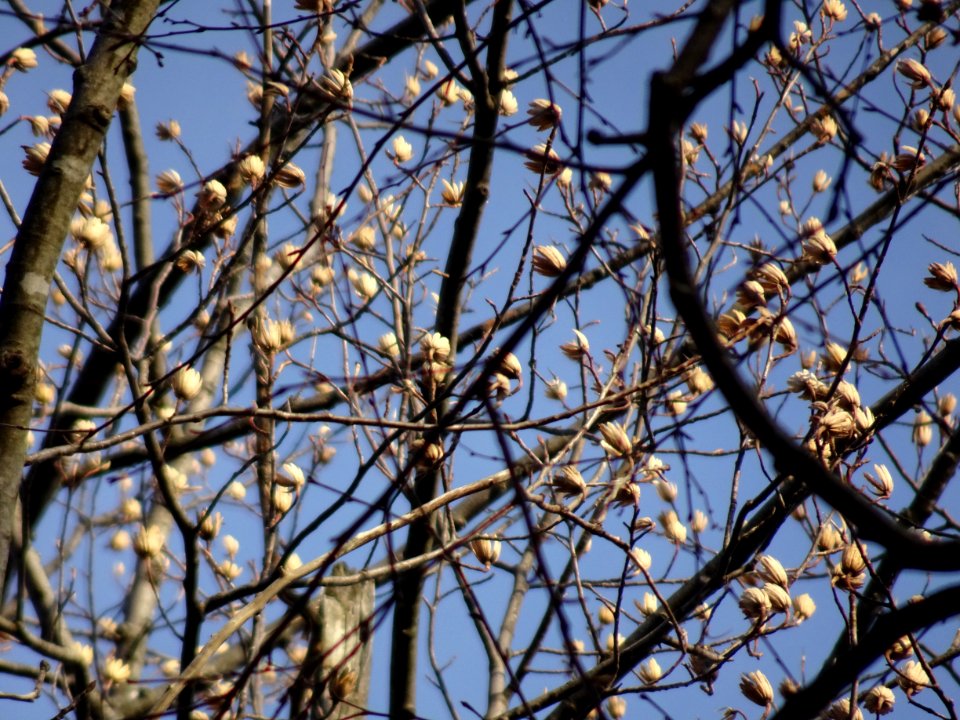 Tulip tree (Liriodendron tulipifera) in Upstate New York early spring 08