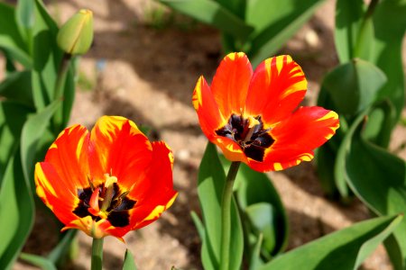 Tulipa 'Banja Luka' 2016 13