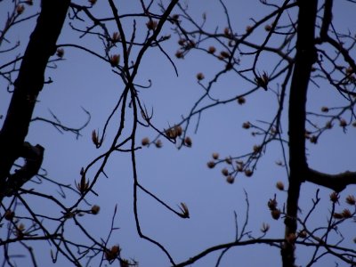 Tulip tree (Liriodendron tulipifera) early spring buds April 1 2018 Upstate New York 05