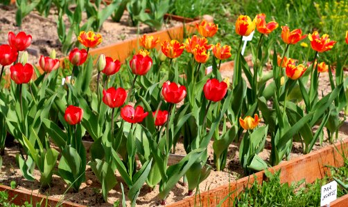 Tulipa 'Banja Luka' 'Red Impression' 2016 01